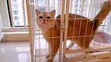 只因为多看了母猫一眼，公猫打开笼子越狱成功，铲屎官都惊呆了