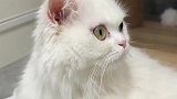或许小猫也有心事