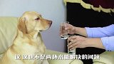 小奶狗：就知道喝水，一点也不关心我