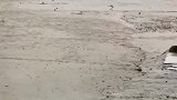 鸡：下雨天路滑，这边禁止通行！