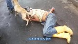 狗狗在野外流浪，人们送医救助后，怒了：不爱请别伤害