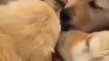 猫当时我害怕极了，大气都没敢喘，喵了个咪的