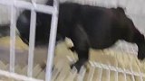 一个没看住，硬生生把自己吃成了牛蛙