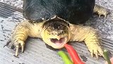 男子喂鳄龟吃辣椒，下一秒千万憋住不要笑，镜头拍下全过程！