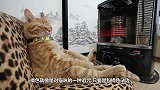 书店老板好心收留的橘猫，没想到竟然是一只“招财猫”！