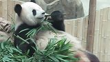 熊猫思嘉的吃播姿势，是熟悉的葛优躺，好可爱呦