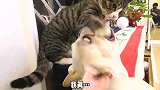 狗你不要过来啊！哈哈哈，结尾太搞笑