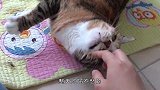 猫咪原地苦等一年多，却不知早已被抛弃，结局太感人了