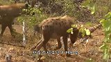 花豹正将疣猪锁喉，不料鬣狗从背后蹿出，鬣狗我掏完就走