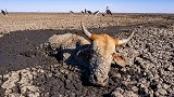 非洲恩加米湖将干涸 数百头牛马深陷泥泞等待死亡
