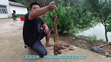 高压水枪暴洗三年老腊肉，黑色脏污瞬间脱离，看得真过瘾
