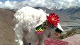 羊湖路上岗巴拉山，美羊羊已成当地藏民摇钱树了