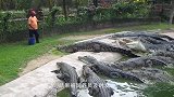 动物园把猪的内脏扔进鳄鱼池，小鳄鱼疯狂抢食，场面十分火爆