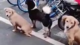 狗狗们每天在包子铺门口，很有秩序地等待老板施舍