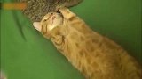 橘猫：花兄，可以把你尾巴收一收吗我快呼吸不过来了