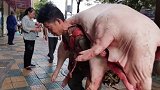 身高163cm、体重110斤的贵阳民工朱启伍，每天背30多头猪总重上万斤，用双肩挑起生活重担。