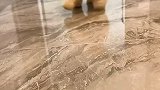 茶杯博美俊介