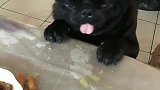 狗子：腿到用时，才知道短呀！