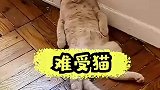 第一次见主人和猫能够如此对答如流的