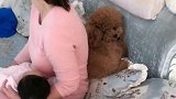 泰迪看到主人抱着小主人，竟跑到主人的腿上趴着，争风吃醋！