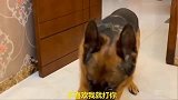 主人对德牧说：我不喜欢你了，德牧躲在墙角生闷气，太可爱了