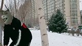 雪把二哈打蒙了