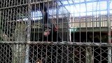 猴子吃完了还要，怎么办呢？