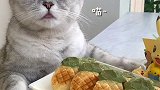 猫王：菠萝和凤梨有什么区别？这是菠萝酥还是凤梨酥    会做饭的猫  邀请陈赫来解锁神仙吃法