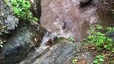 这么多野猪，好想抓一只呀！