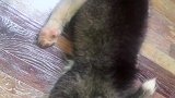 狗子：累的不行了，别打扰我，让我睡会儿！