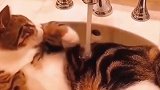 可爱猫咪洗澡，狗狗摇尾巴