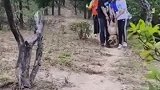 主人带80斤狗子徒步上山，下山时狗子体力不支耍赖不走