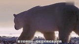 满满的回忆杀！猴群围着篝火堆取暖，还有烤红薯吃