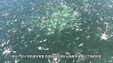 死里逃生！潜水员被鲸鱼吞入又被吐出来，摄影师拍下惊险的一幕
