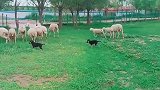谁说小德牧不会放牧，家人们看看咱家三个月小德牧一样放牧