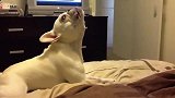 斗牛犬趴在床上自娱自乐，嘴里一直在哼哼，在唱歌吗