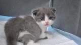 中国首只克隆猫“大蒜”满月回家，克隆大蒜花费主人25万人民币