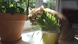 可爱的猫咪，跑到阳台上吃绿植，这也太好玩了！