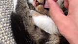 所以猫咪的舌头到底是怎么回事