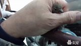 小鸟不知冻住的栏杆不能舔，冻在上面不能动