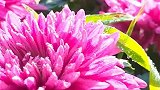 不是花中偏爱菊，此花开尽更无花