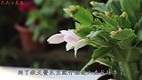 深秋养蟹爪兰，看准时机掐掉“废叶”，十天长出花苞
