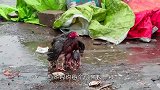 黑蛇闯进兔窝，兔妈妈为救孩子纵身一跃，镜头记录全过程(1)