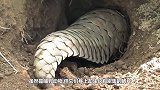穿山甲挖洞速度有多快？如果不是镜头拍下，你都不敢相信