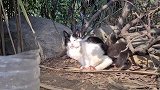 草丛里有一只流浪猫，见到人过来还主动靠近