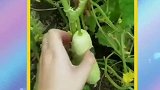 强扭的瓜不甜，但是新鲜