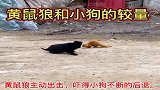 黄鼠狼和小狗的较量！野生动物