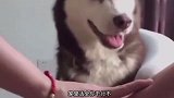猫：都是躺平，在哪躺不是躺