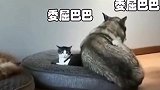 猫咪霸占二哈窝，瞧把狗狗吓得，真是敢怒不敢言呀！