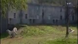 语言小天才：秦岭野生动物园 孟加拉白虎听懂了陕西话！